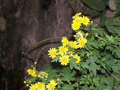 野菊花