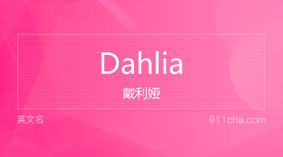 Dahlia 戴利娅