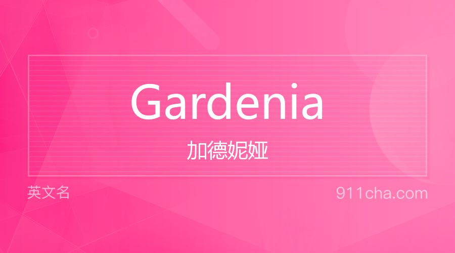 Gardenia 加德妮娅